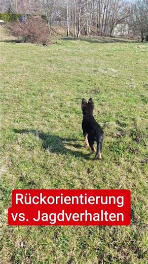 Jagdverhalten vs. Rückorientierung.