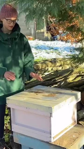 beekeeping fondant feeding is vital now as it's still too early for syrup.