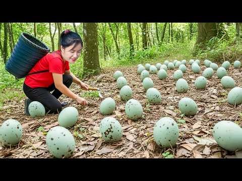 TIMELAPSE — Harvesting Many Turkey Eggs in the Forest & Goes to Market Sell – Daily Life