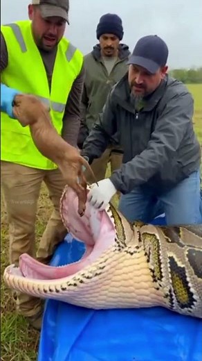 Puppy Rescued Alive from Python 😱 | Unbelievable Survival