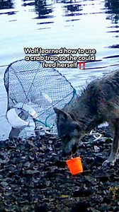 Watch how intentional every move is 😍👏 When this wolf needed to reach the bait tucked inside a crab trap, she figured out how to use the trap itself to get her meal. This moment is the first recorded evidence of a wolf deliberately using a human tool, and we break down every step of her process so you can see exactly how she solved it. For more awesome animal stories, follow Erica on Instagram: thedo.do/erica_thedodo and TikTok: thedo.do/ericathedodo | The Dodo
