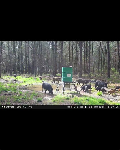 Trail camera video from the @WiseEyeTech DC2 #deer #wildlife #hunting #outdoors #bowhunting