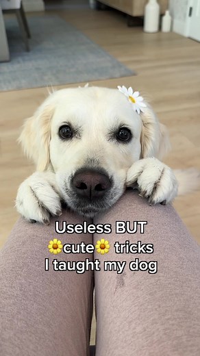 Ladyandtheblues on TikTok