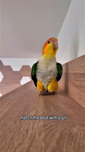 Marching Parrot with Attitude 🦜😂 | Funny Caique Moments
