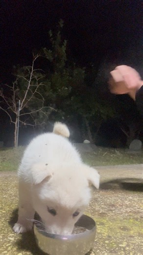 340K views · 20K reactions | Kulit mo Muddy  | The Wild Dogs | Facebook