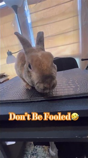 “This Bunny Has a Mischief Streak”