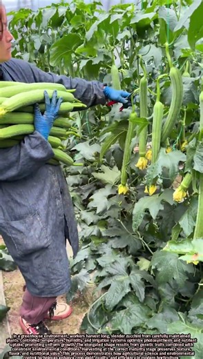 Scientific Harvesting of Long Zucchini in Controlled Greenhouses