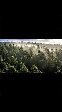White Noise Wind Blowing Through Pine Trees for Deep Sleep, Focus & Relaxation