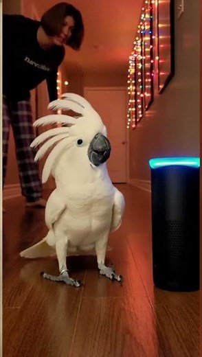 “Cockatoo Throws a 2 A.M. Dance Party with Alexa” #GirlAndParrot #ParrotLovers