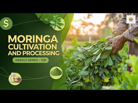 Moringa Commercial Cultivation and Processing in Nigeria | Agribusiness in Nigeria