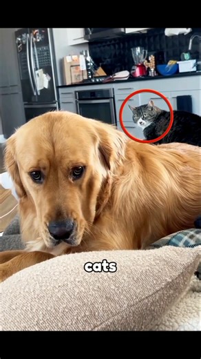 This Cat Destroyed The Dog’s Confidence 😭🐱