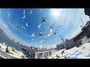 How Thousands of Pigeons Became Art (360 Video)