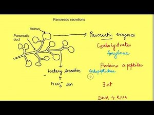 Exocrine pancreatic secretions | Gastrointestinal physiology mbbs 1st year lectures