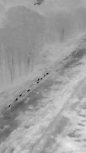 😮 Thermal drone footage taken in Bundaberg shows a female dingo appearing to lead her eight pups along the fence line of a property, capturing a precious moment of what is said to be the mum teaching the young ones how to hunt. 🎥Full story: 👉 https://bit.ly/3QFRiGu | The Gympie Times