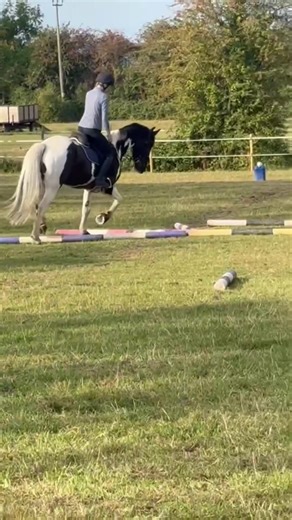 Spritzy tried his heart out this morning for a very difficult pole exercise. 🥰😍@𝐓 𝐈 𝐋 𝐋 𝐘 ꨄ