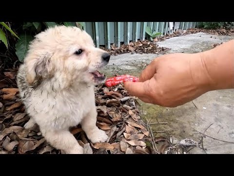 From Abandoned to Adored: The Rescue of a Cute Puppy