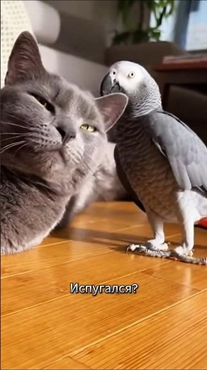 Испугался!? 🦜😂 #shorts #parrot #talkingparrot #cat #funnyanimals #viral #trending