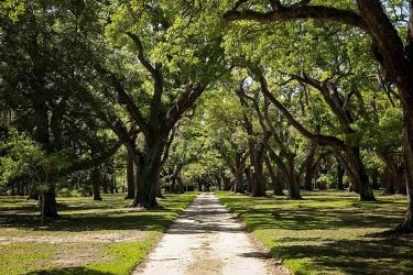 Chicora Wood Plantation - Sold - South Carolina - Hall and Hall