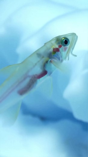 Icefish: The Unique Blood Without Red