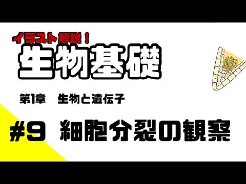 [Biology Basics] #9 Observing Cell Division