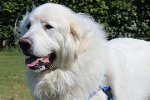 11 Dogs Like the Tibetan Mastiff