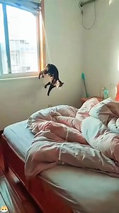 Rare funny scene caught on camera #shortsreels #shortsvideos #catlover #catoftheday #catloversworld #petslove #animals #shorts #shortsheels #viralcats #reaction #viral | World of Animals