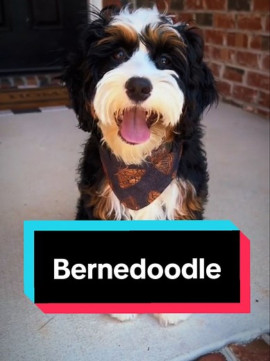 Bernedoodle: The Most Popular Dog of 2024