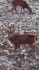 1.9M views · 26K reactions | Late season saddle hunting success!  Learn more about this hunt from Seth Harker in the latest Unlock'd episode. Click the link below ⬇️ https://youtu.be/bvAAxm2fWY0 // onX Hunt #HUNTWORX #bowhunting #deerseason #whitetail #bigbucks | HuntWorx | Facebook