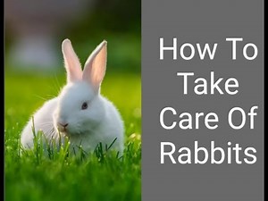 How To Take Of Rabbits