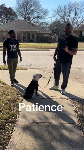 Caring for Pocket Bully and English Bulldog Mixes