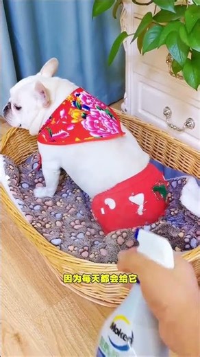 This little jerk gets all worked up the moment you say it smells! It can't stand any criticism! #...