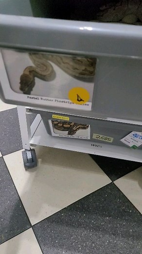 Igor Płatek | Pastel butter pinstripe calico x enchi yb clown 🥚🥚🥚🥚🥚🥚🥚 #royalpythons #ballpythonlove #beardeddragon #reptilebreeder #snek #morph... | Instagram