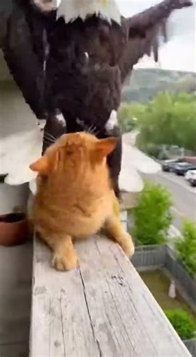 Close Call! 😰 Cat escapes grab #MeowMeowTime #Meow #Clickhype #cute #प्यारा #adorable #かわいい