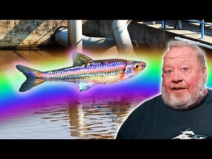 Regenbogenelritze | FISCHENZYKLOPÄDIE | Zoo Zajac
