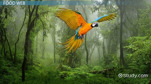 The Amazon Rainforest Ecosystem | Overview & Threats