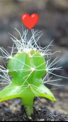 Cactus 🌵 plant growing | time lapse #timelapse #plants #shorts