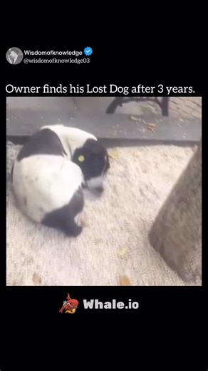 𝐖𝐢𝐬𝐝𝐨𝐦 𝐨𝐟 𝐤𝐧𝐨𝐰𝐥𝐞𝐝𝐠𝐞 on Instagram: "Jorge, a dog from Tbilisi, Georgia, was reunited with his owner, Giorgi Bereziani, after being missing for almost three years. Jorge vanished in 2015, and despite many searches, Giorgi could not find him. He continued to look, putting up flyers and asking people around the city if they had seen his dog. In 2018, workers at the Tbilisi Opera House noticed a stray dog with an ear tag, showing it had been vaccinated and released by animal control.