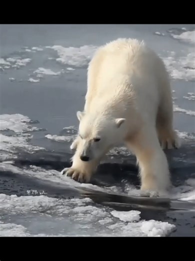 save earth... ..... ....... ....... #polarbears #saveearth #ai #CapCut