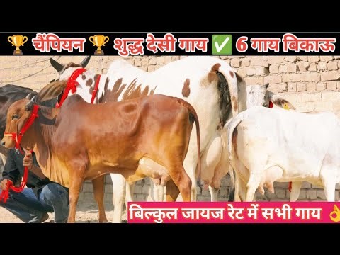 🏆 चैंपियन 🏆 100% शुद्ध देसी गाय 👌 6 गाय बिकाऊ।। Top Class 6 Sahiwal Gadri Rathi Gir Cow For Sale New