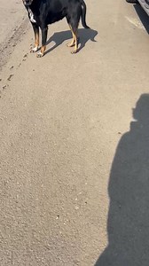 Dog Rescue Norway, Oslo on Reels