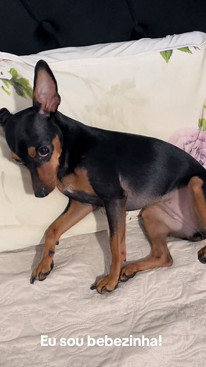 Cachorrinhos Engraçados: O Bebê Pinscher do TikTok