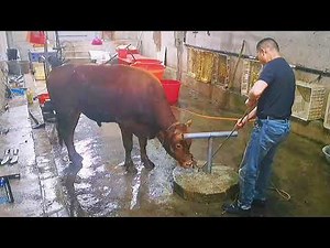 实拍农村宰牛全过程，一招毙命，这屠夫有点“狠”！