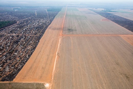 Deforestation: what you need to know - Greenpeace UK