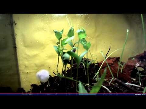 Timelapse Growing Apple Trees from Seeds