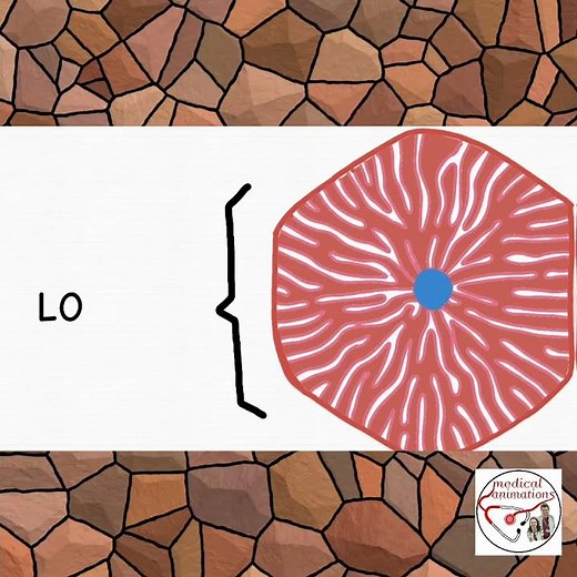 PORTAL TRIAD | LIVER LOBULE | #shorts #gastroenterology #histology #medicine