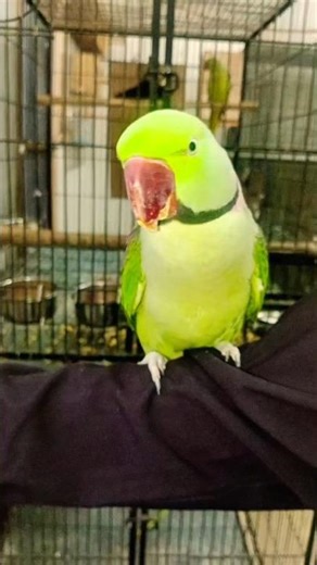 Beautiful Raw Parrot Zoom In | Stunning Close-Up Parrot Video 🦜✨