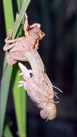 Dragonfly Transformation: Emerging from Its Old Shell"