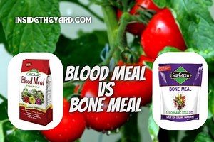 Blood Meal Vs Bone Meal For Tomatoes: The Ultimate Differentiation Guide - Inside The Yard