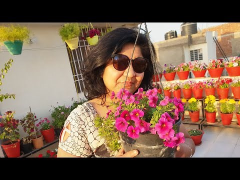 Care of Calibrachoa Plant || How to Grow and Care Calibrachoa Plant