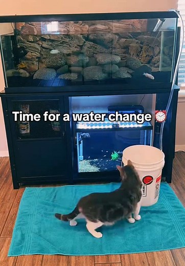 Water Change Process for African Cichlid Tanks